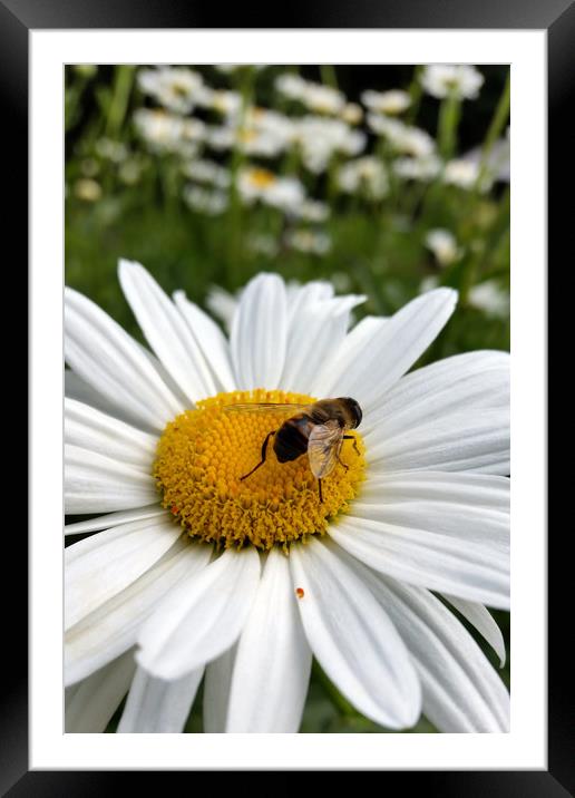bee and daisy Framed Mounted Print by Marinela Feier