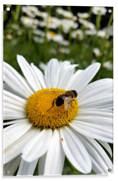 bee and daisy Acrylic by Marinela Feier