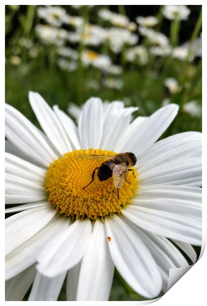 bee and daisy Print by Marinela Feier