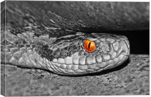 Adder up close and personal colour popped Canvas Print by JC studios LRPS ARPS