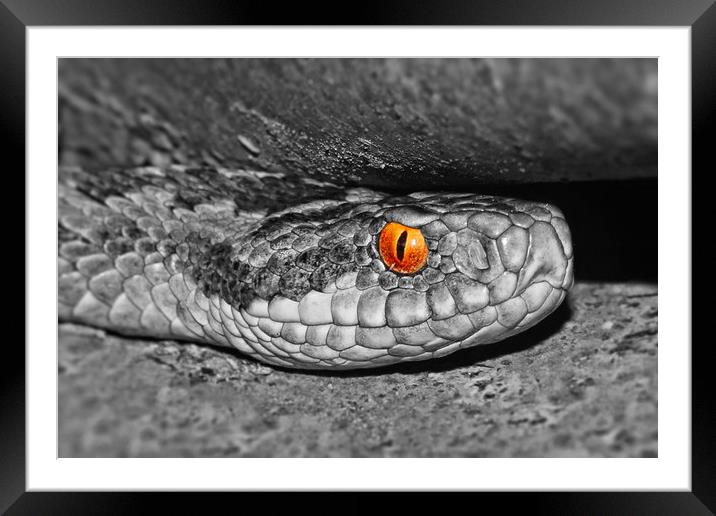 Adder up close and personal colour popped Framed Mounted Print by JC studios LRPS ARPS