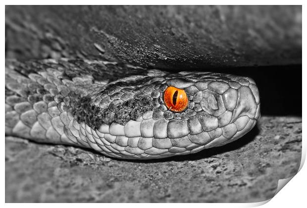 Adder up close and personal colour popped Print by JC studios LRPS ARPS