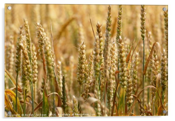 Wheat Field Acrylic by Ashley Jackson
