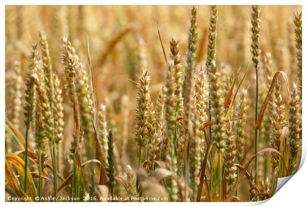 Wheat Field Print by Ashley Jackson