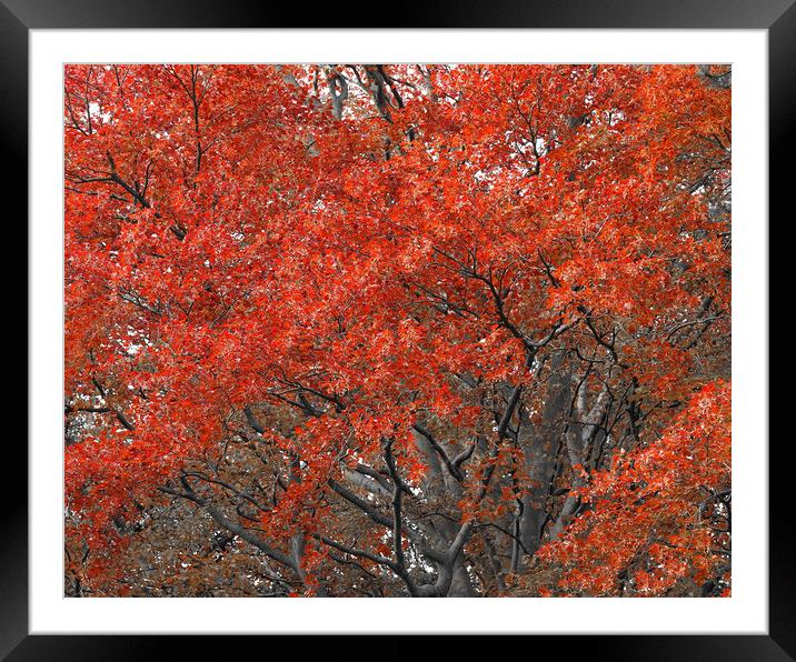 Beech Framed Mounted Print by Victor Burnside