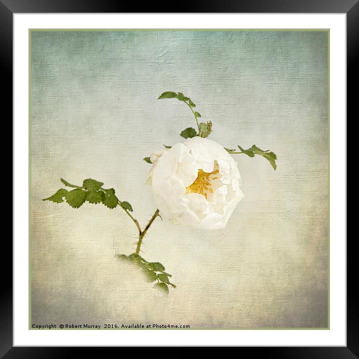 Jacobite Rose Framed Mounted Print by Robert Murray