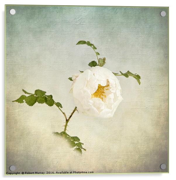 Jacobite Rose Acrylic by Robert Murray