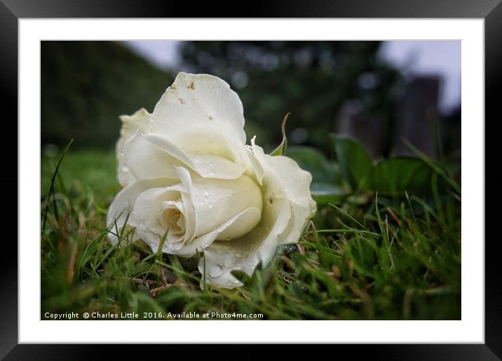 A White Rose Framed Mounted Print by Charles Little