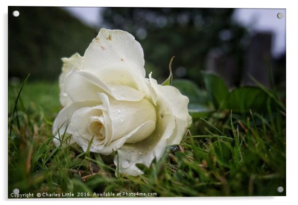A White Rose Acrylic by Charles Little