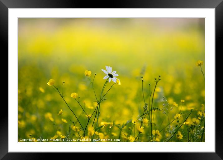 Lonesome Daisy Framed Mounted Print by Anne McLuckie