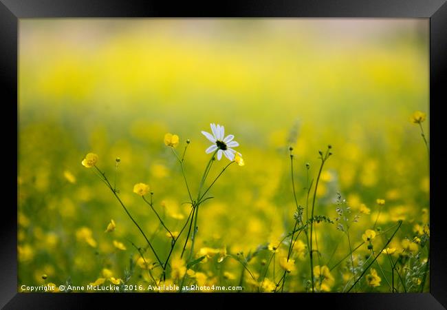 Lonesome Daisy Framed Print by Anne McLuckie