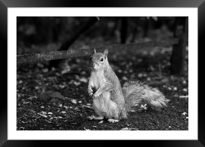 Posing Squirrel Framed Mounted Print by Anne McLuckie