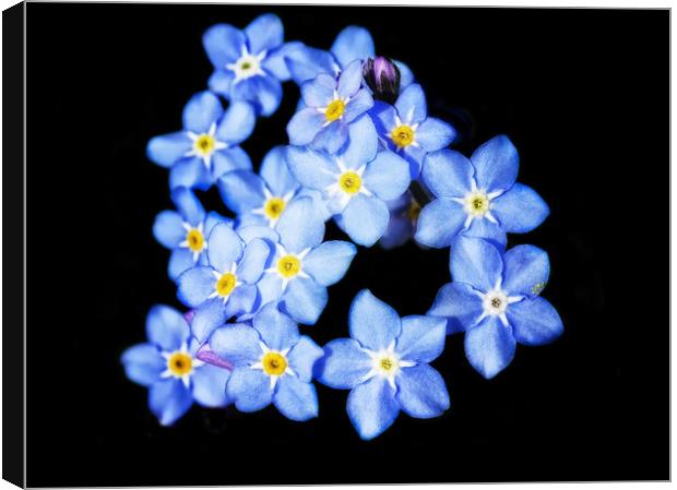 Forget-Me-Nots Canvas Print by Mary Lane