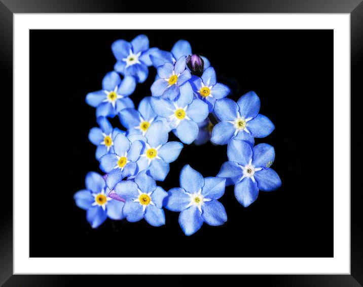 Forget-Me-Nots Framed Mounted Print by Mary Lane