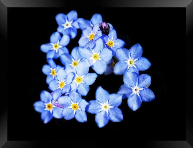 Forget-Me-Nots Framed Print by Mary Lane