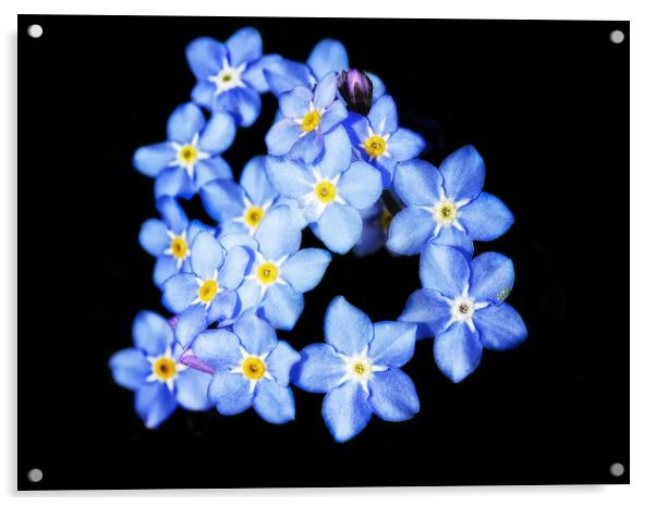 Forget-Me-Nots Acrylic by Mary Lane