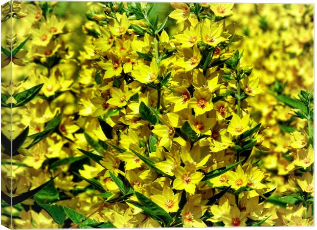 Yellow Loosestrife Canvas Print by Mary Lane