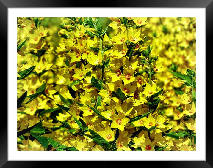 Yellow Loosestrife Framed Mounted Print by Mary Lane