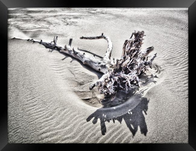 Driftwood Framed Print by Mary Lane