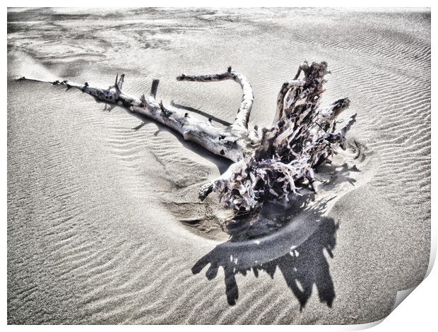 Driftwood Print by Mary Lane