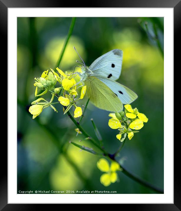 Butterfly Heaven Framed Mounted Print by Michael Corcoran
