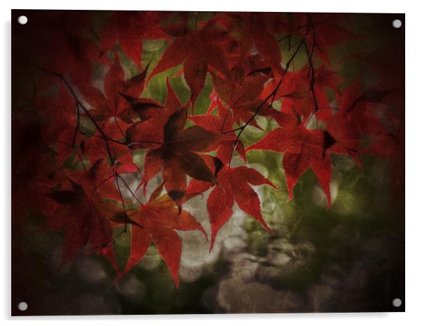 Maple Acrylic by Victor Burnside