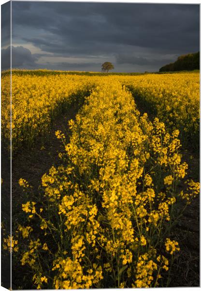 Rape Seed Field Canvas Print by James Grant
