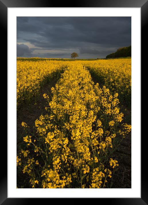 Rape Seed Field Framed Mounted Print by James Grant