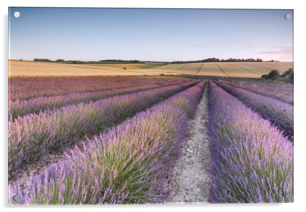 Lavender Fields Acrylic by Ian Hufton