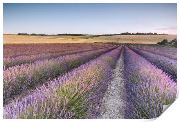 Lavender Fields Print by Ian Hufton