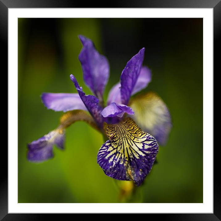 Purple Iris  Framed Mounted Print by Jacqi Elmslie