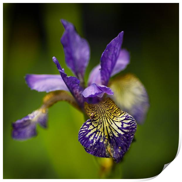 Purple Iris  Print by Jacqi Elmslie