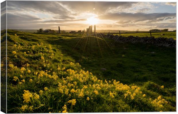 Magpie Mine Cowslips Canvas Print by James Grant