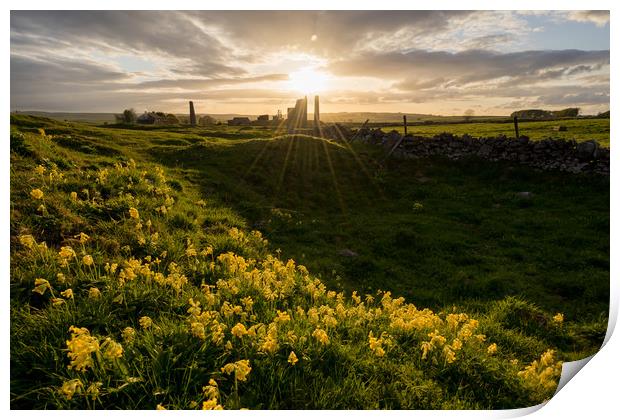 Magpie Mine Cowslips Print by James Grant
