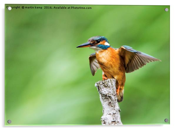 Kingfisher Spreading Wings Acrylic by Martin Kemp Wildlife