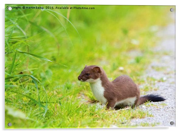 Hunting Stoat Acrylic by Martin Kemp Wildlife