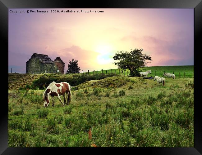Horses in the fields Framed Print by Derrick Fox Lomax