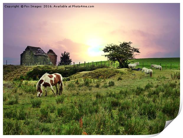 Horses in the fields Print by Derrick Fox Lomax
