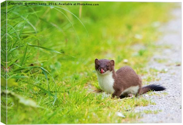Stoat Licking His Lips Canvas Print by Martin Kemp Wildlife