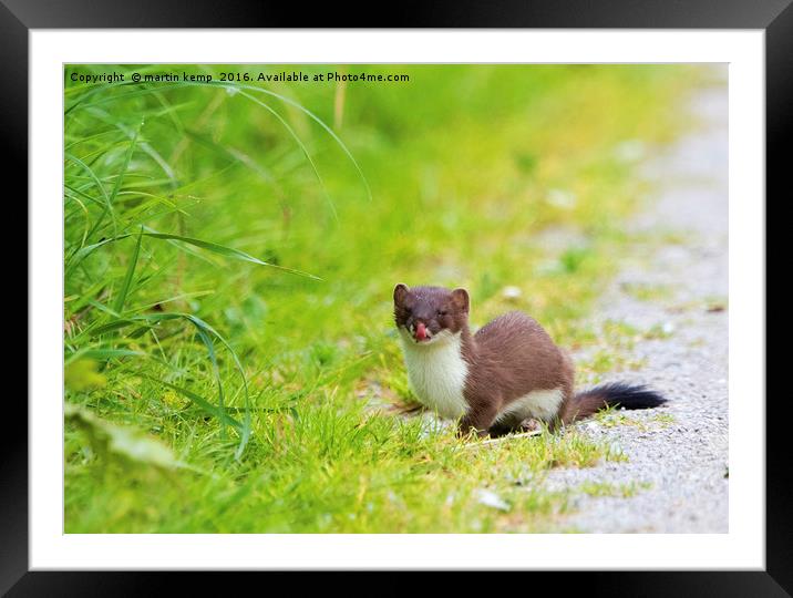 Stoat Licking His Lips Framed Mounted Print by Martin Kemp Wildlife
