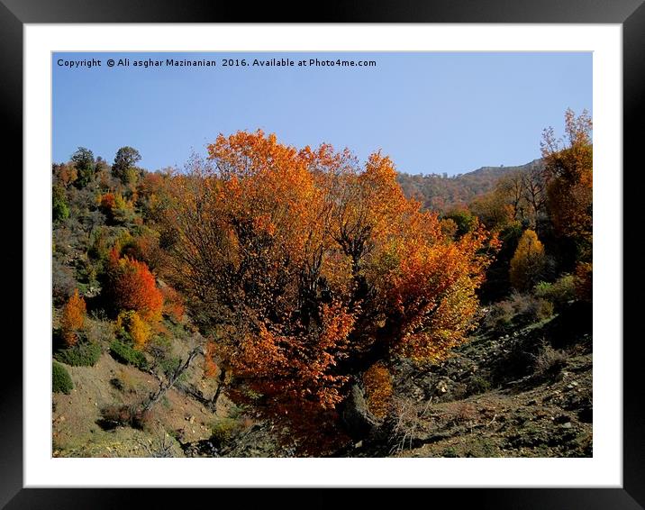 A nice old tree in Autumn, Framed Mounted Print by Ali asghar Mazinanian