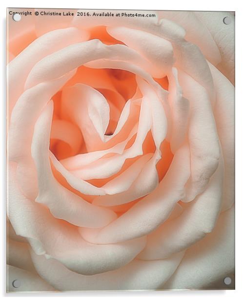 An English Rose Acrylic by Christine Lake