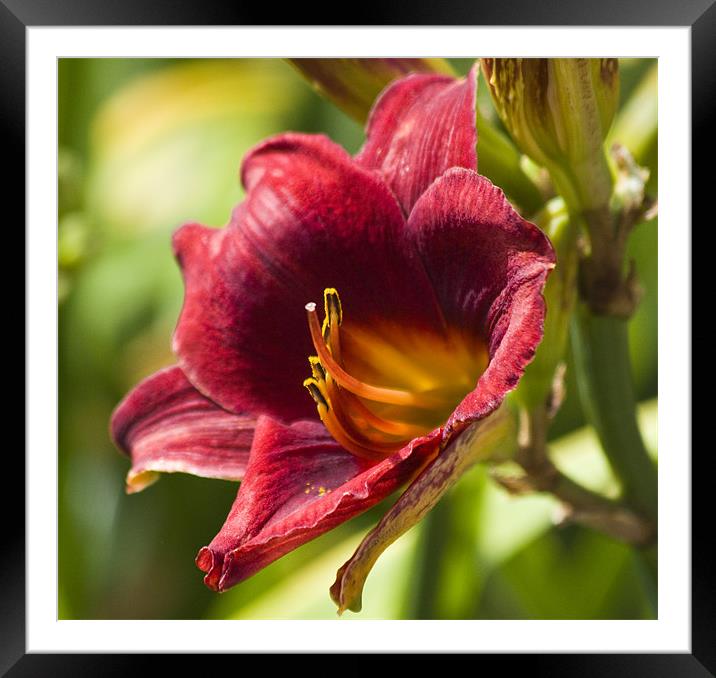 Lily Framed Mounted Print by David French