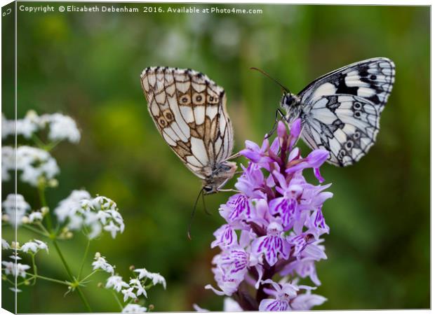 Mr and Mrs Marbled White on a Spotted Orchid Canvas Print by Elizabeth Debenham