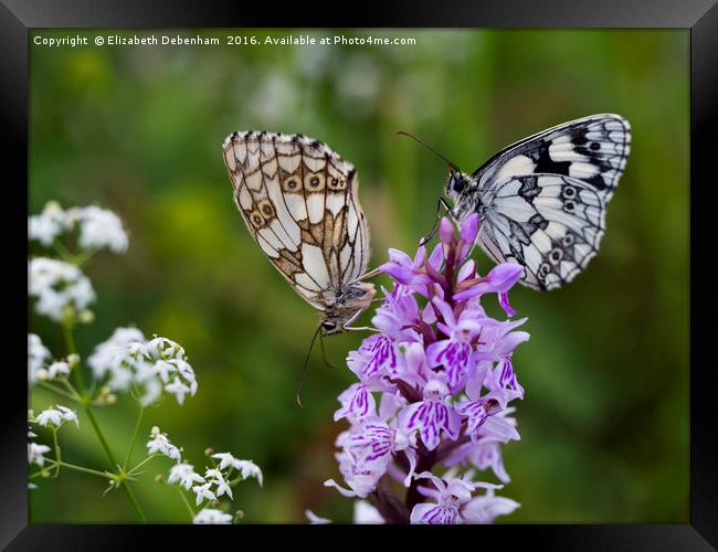 Mr and Mrs Marbled White on a Spotted Orchid Framed Print by Elizabeth Debenham