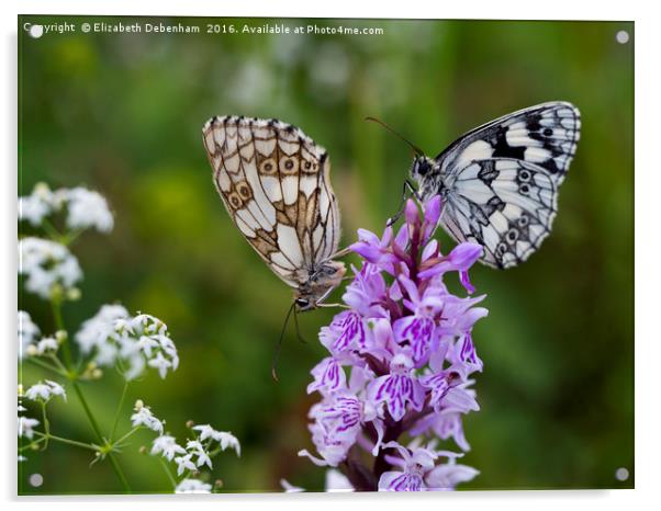 Mr and Mrs Marbled White on a Spotted Orchid Acrylic by Elizabeth Debenham