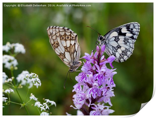 Mr and Mrs Marbled White on a Spotted Orchid Print by Elizabeth Debenham