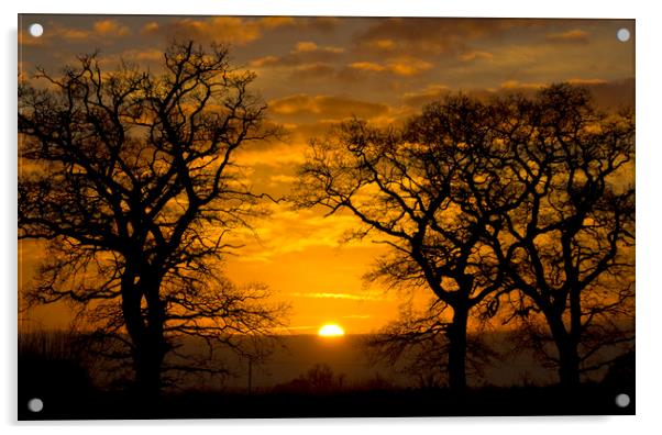 Sunrise through winter trees Acrylic by Darren Burroughs