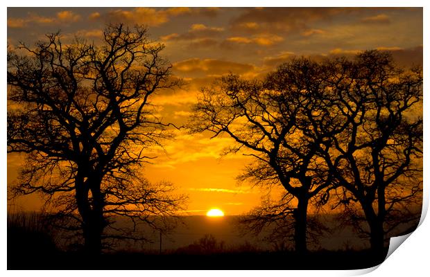 Sunrise through winter trees Print by Darren Burroughs