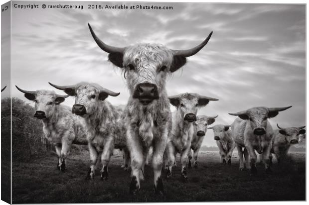 Highland Cattle Mixed Breed Mono Canvas Print by rawshutterbug 